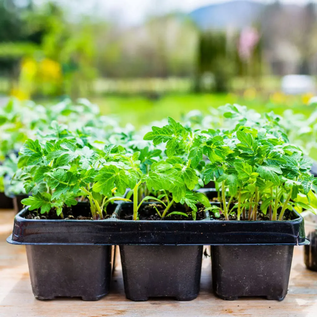 seedlings in plastic tray
