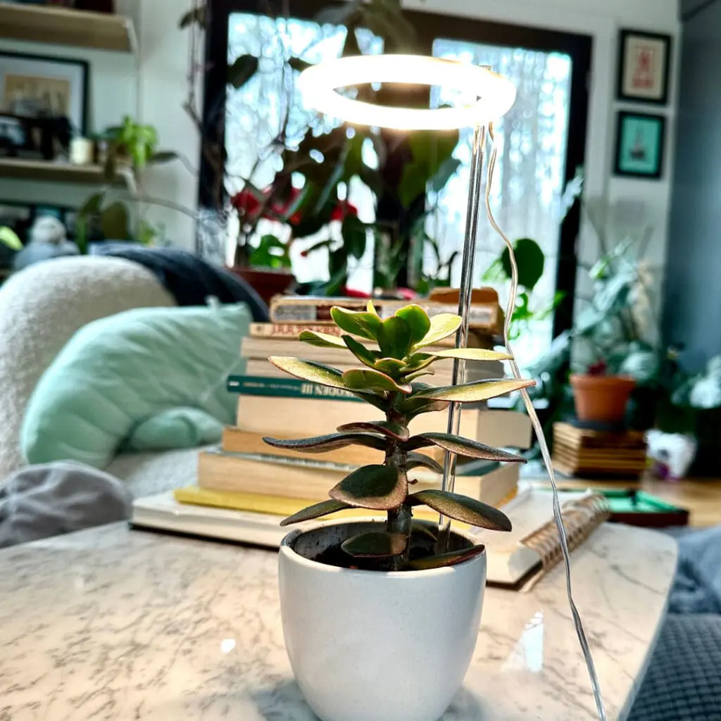 houseplant with sun lamp