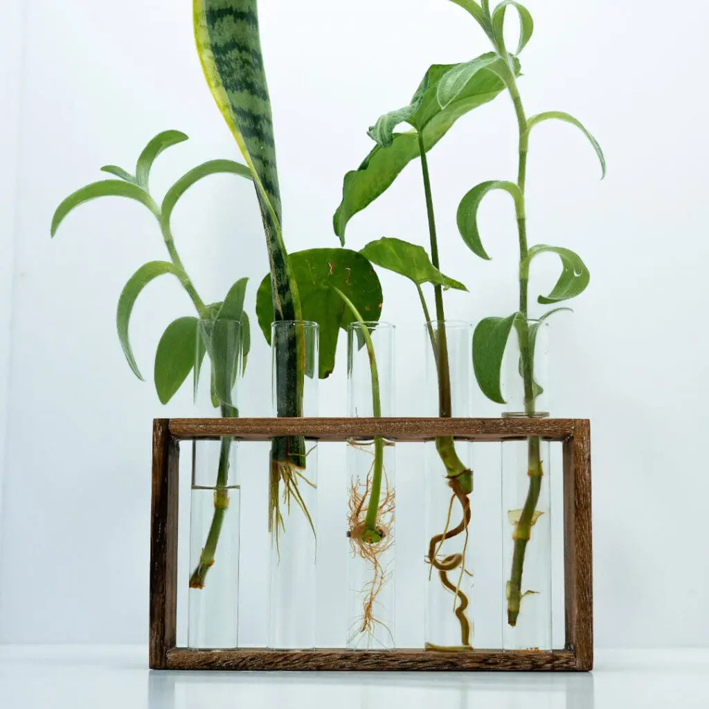 propagation station with plant cuttings