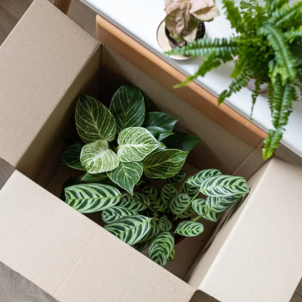 houseplants in a cardboard box