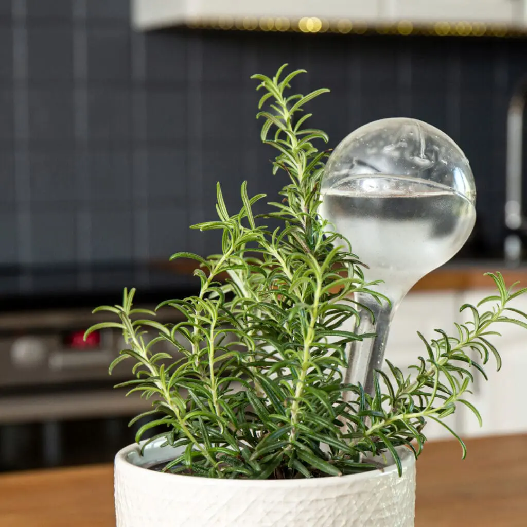 houseplant watering globe