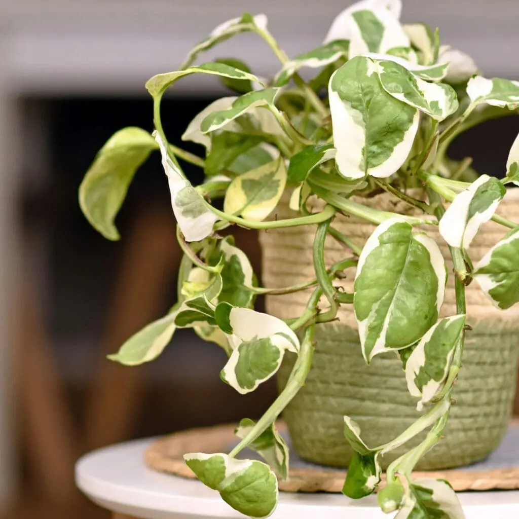a potted vining plant