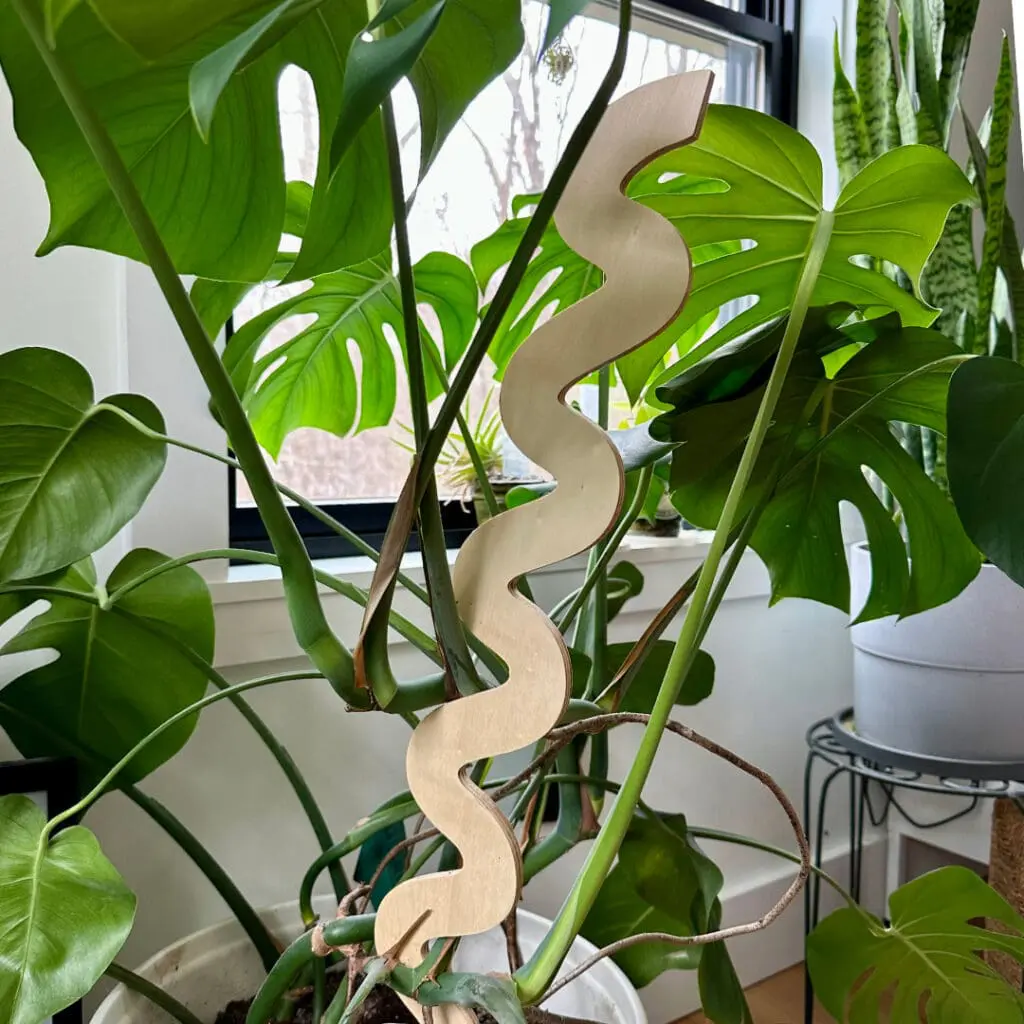 A monstera plant on a wooden trellis