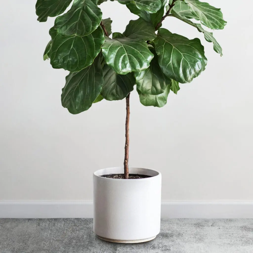 a large houseplant in a white pot