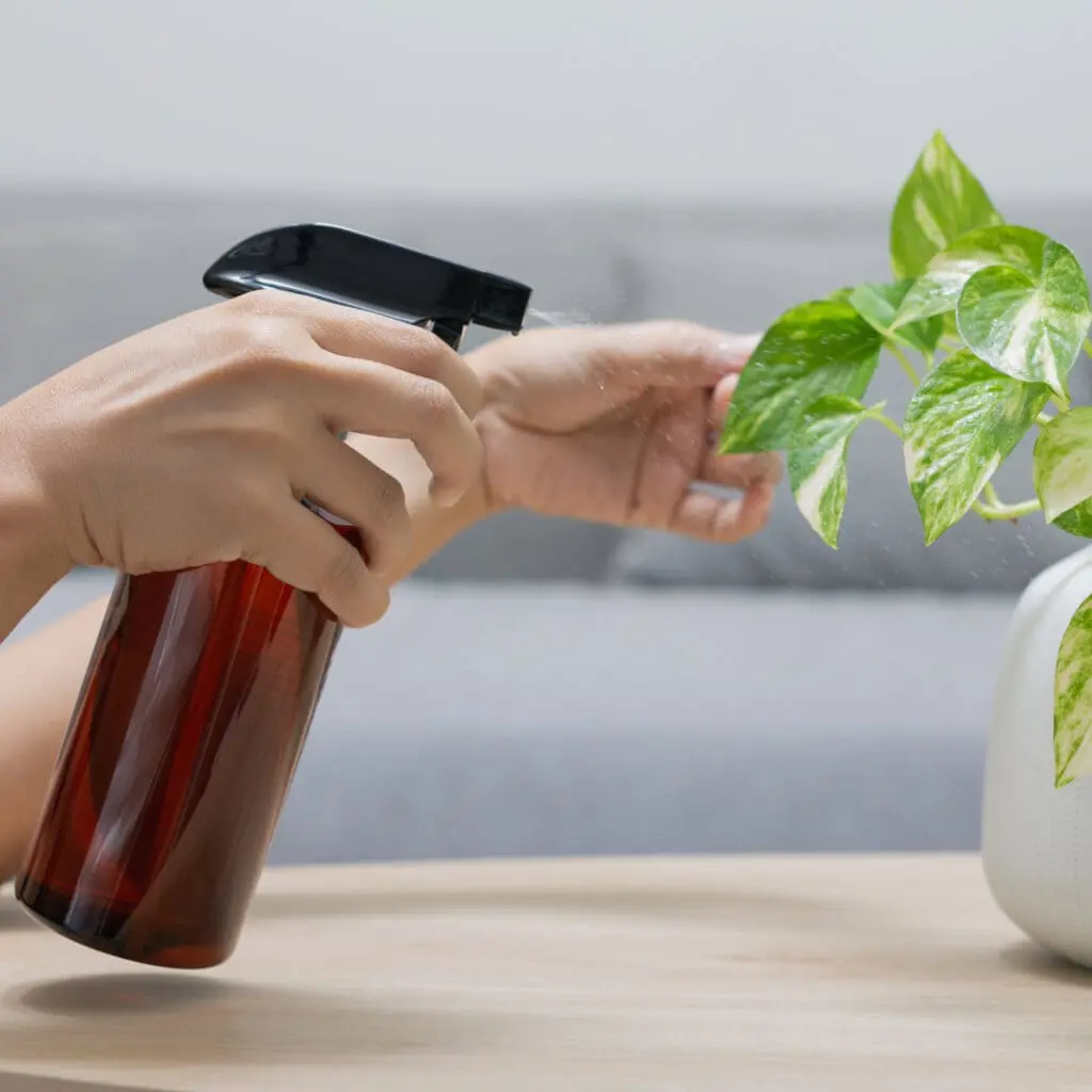 spraying plant with bottle