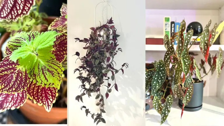 5 Easy Houseplants for Colorful Home Decor