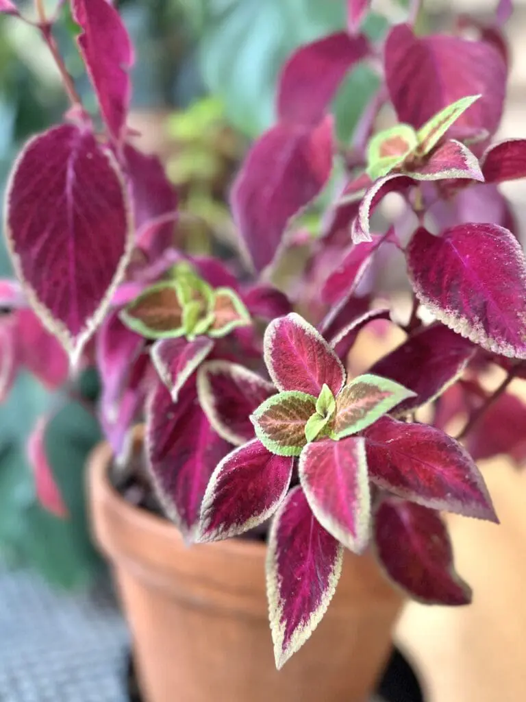 coleus plant with red leaves that have green edges