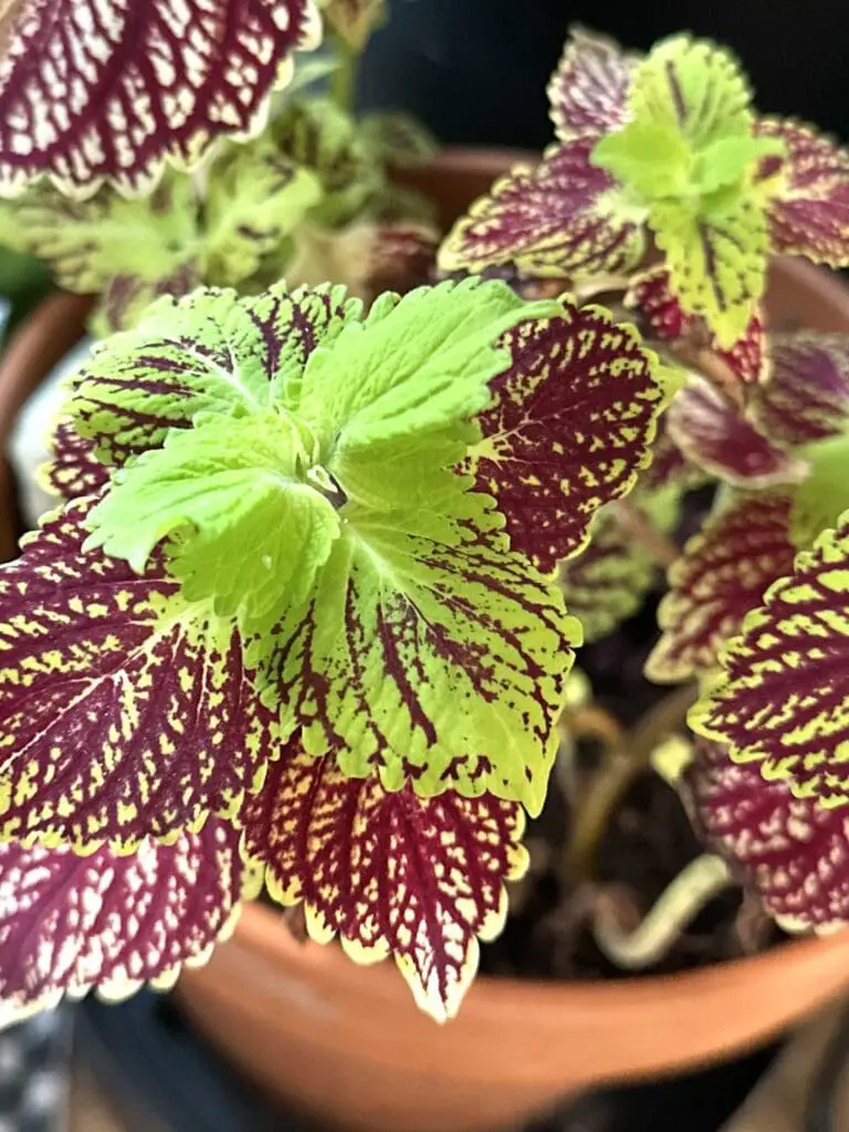 Bright green coleus leaves with red veins