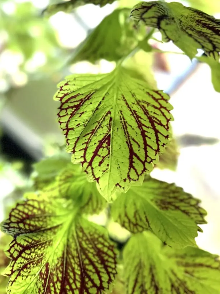 Bright green coleus leaves with red veins