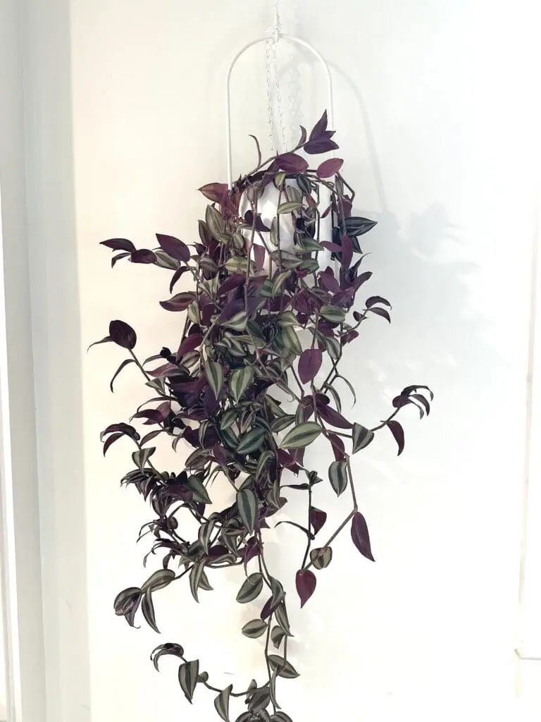 Purple and green inchplant with long vines