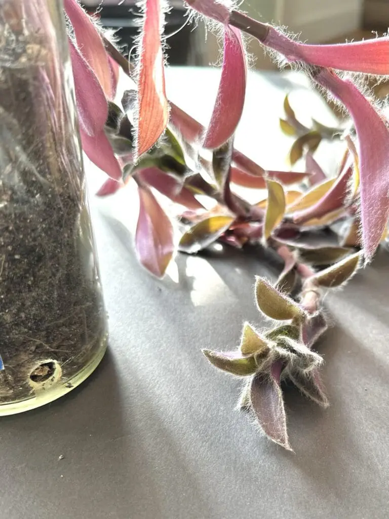 Pale Puma-variety inchplant with fuzzy purple leaves