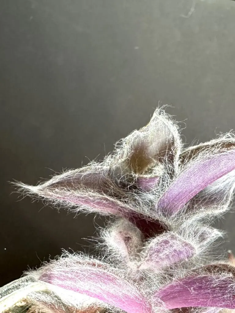 Close up of an inchplant with fuzzy purple leaves