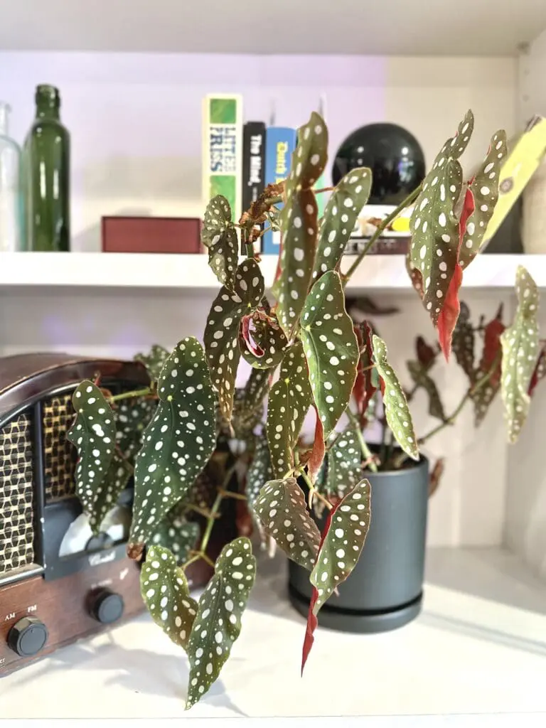 Potted angel wing begonia houseplant on a bookshelf