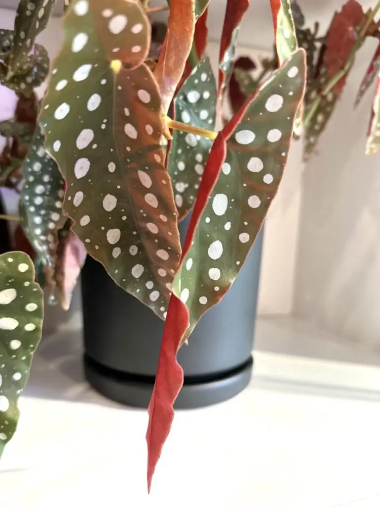 Close up of an angel wing begonia leaf