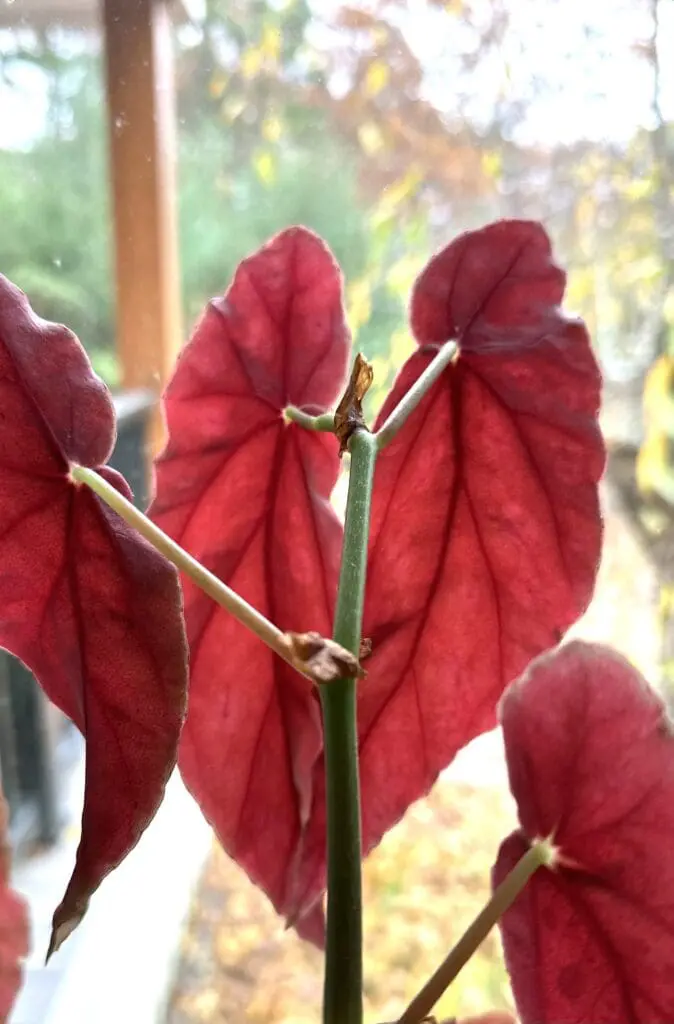 Red backs of angel wing begonia leaves