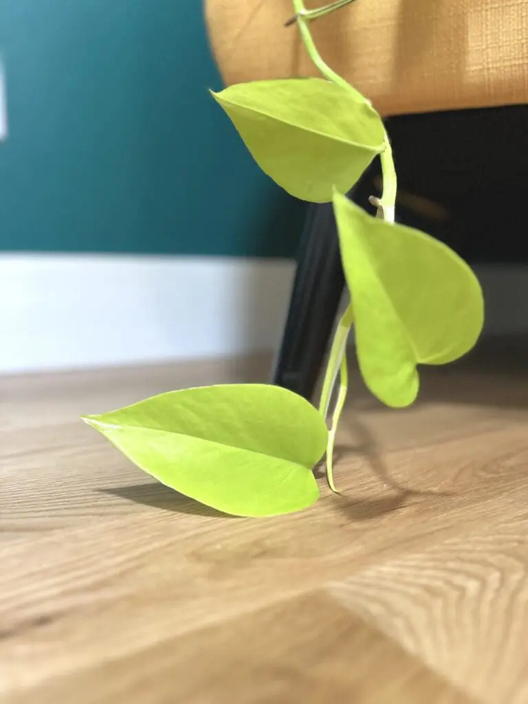 Close up of a neon pothos vine trailing on a wood floor