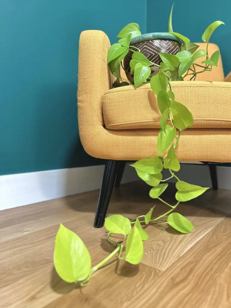 Neon pothos houseplant in a pot sitting on a yellow chair