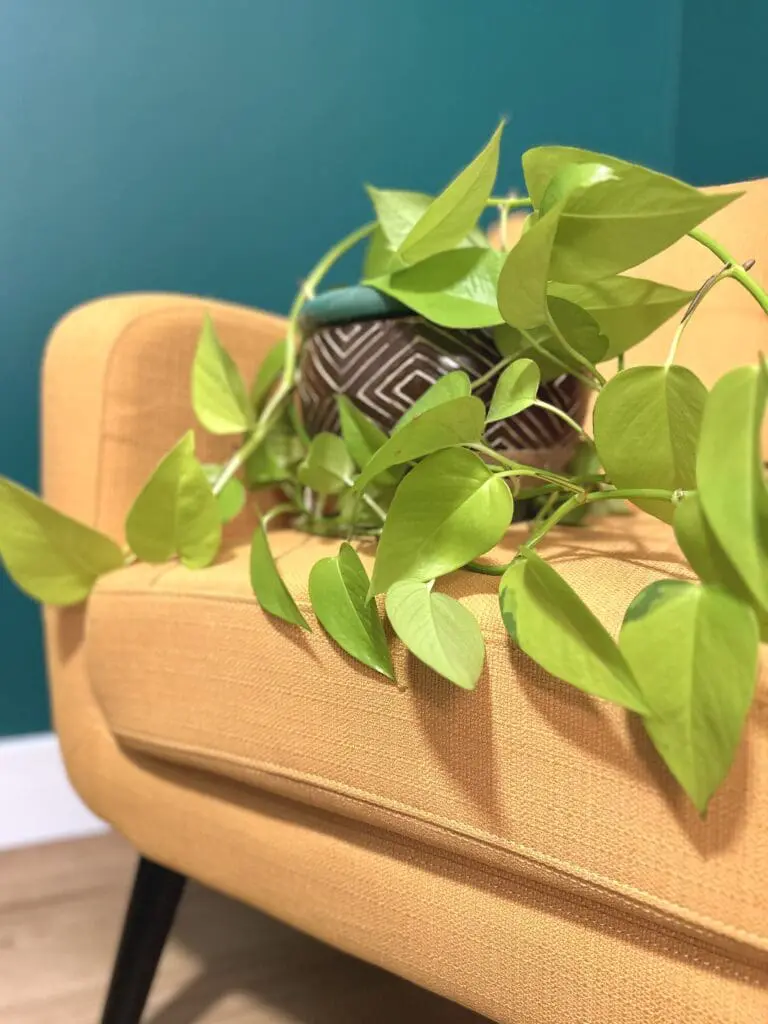 Neon pothos houseplant in a pot sitting on a yellow chair