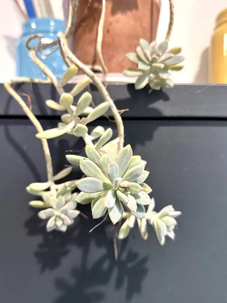 Ghost plant rosettes