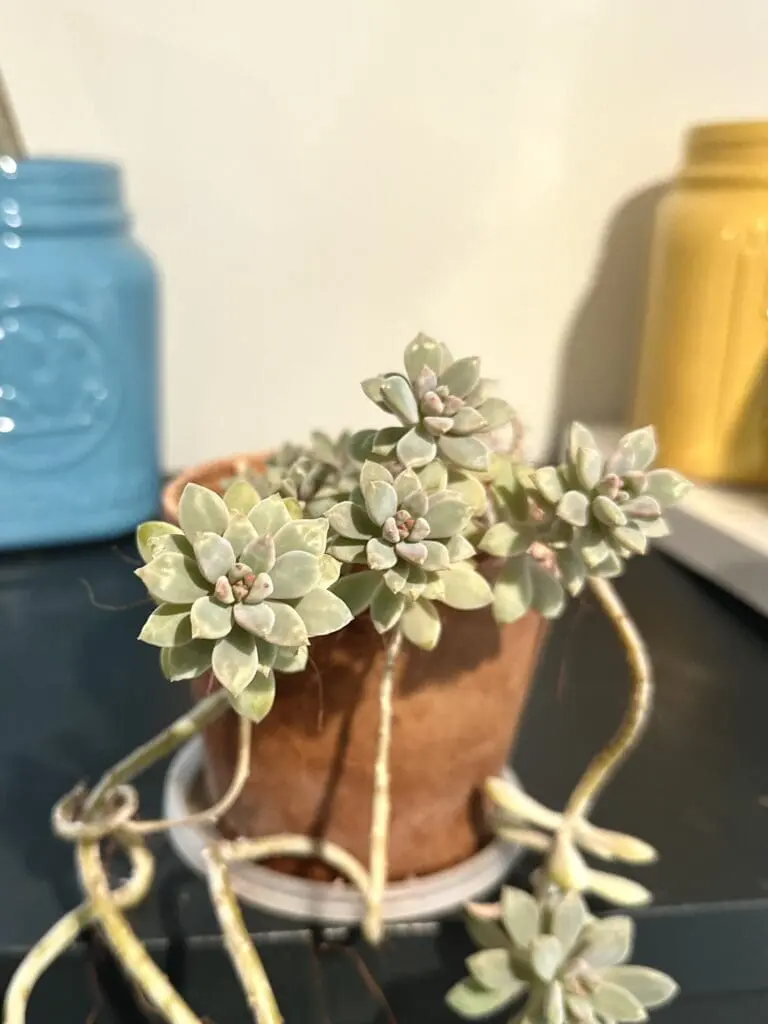 A ghost plant in a terracotta pot