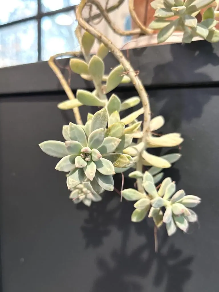 Ghost plant rosettes