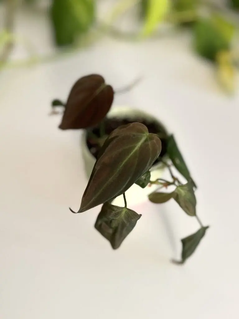 Small velvet leaf philodendron in a min green pot
