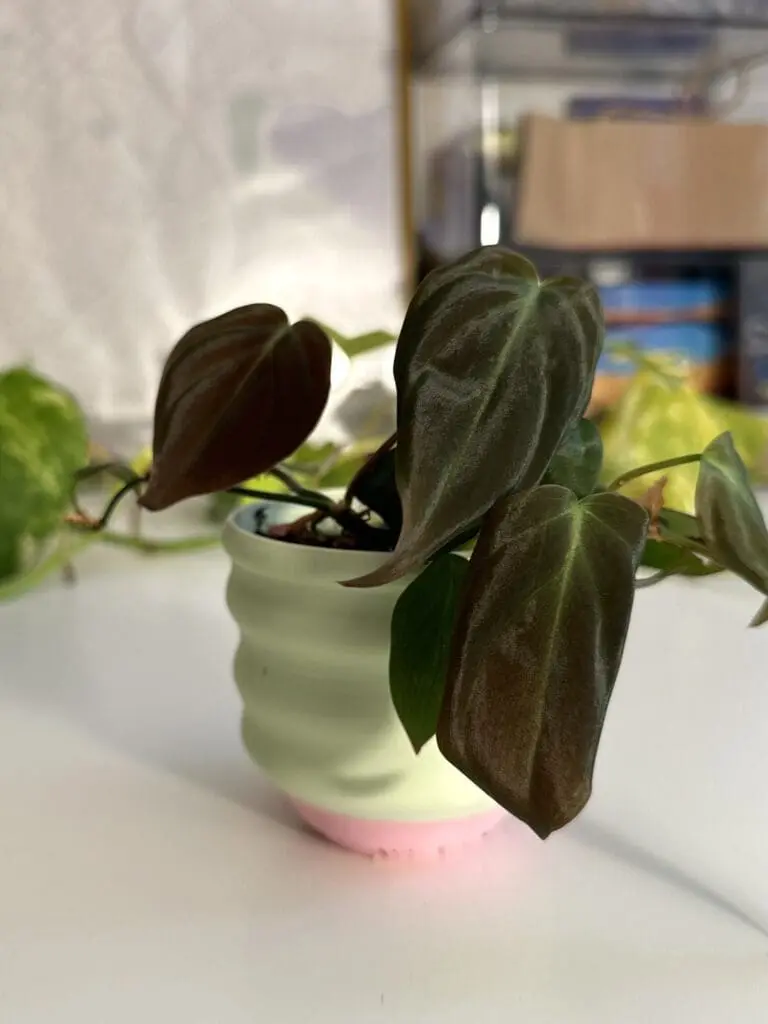 Small velvet leaf philodendron in a min green pot