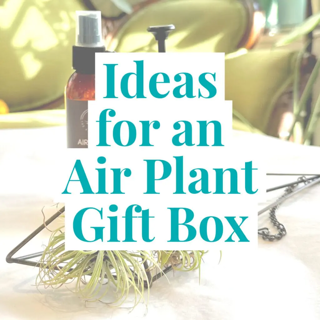 Ideas for an Air Plant Gift Box