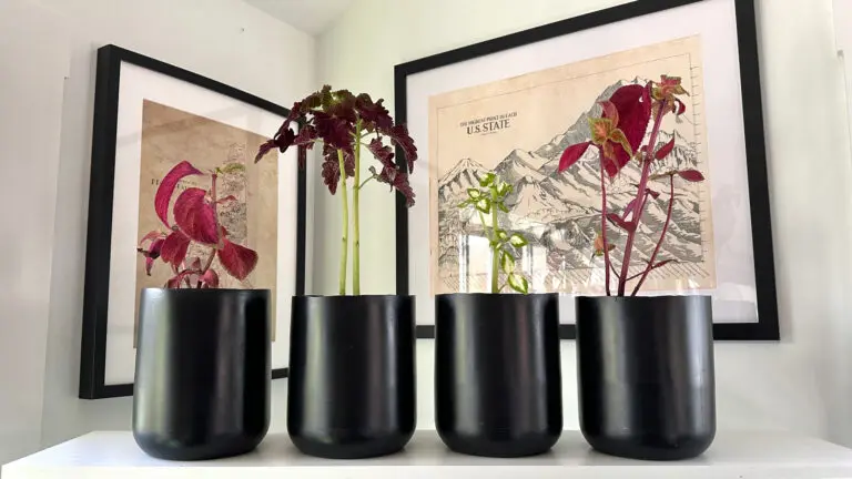 DIY Planter from a Protein Powder Container