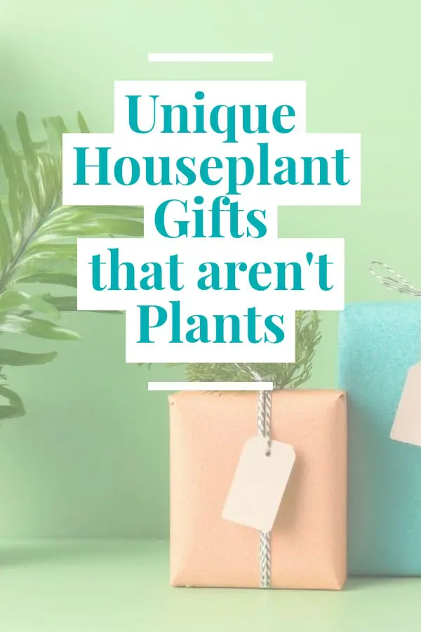 Unique Houseplant Gifts that aren't Plants