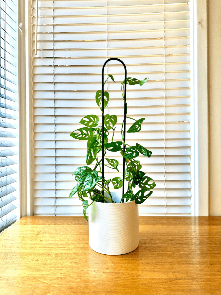 A small potted monstera plant on a black arched trellis