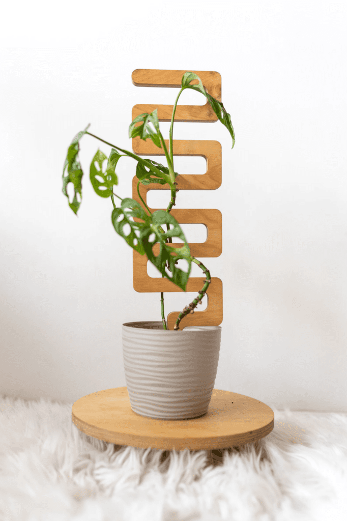 A small monstera in a white pot with a wooden trellis in the shape of a geometric zig zag