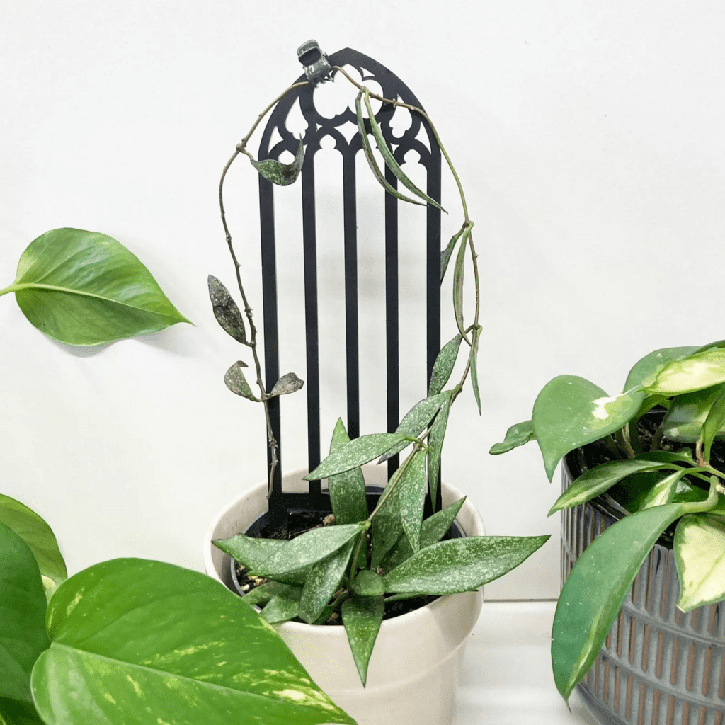 A small trellis shaped like a gothic arch, with a potted vine growing on it