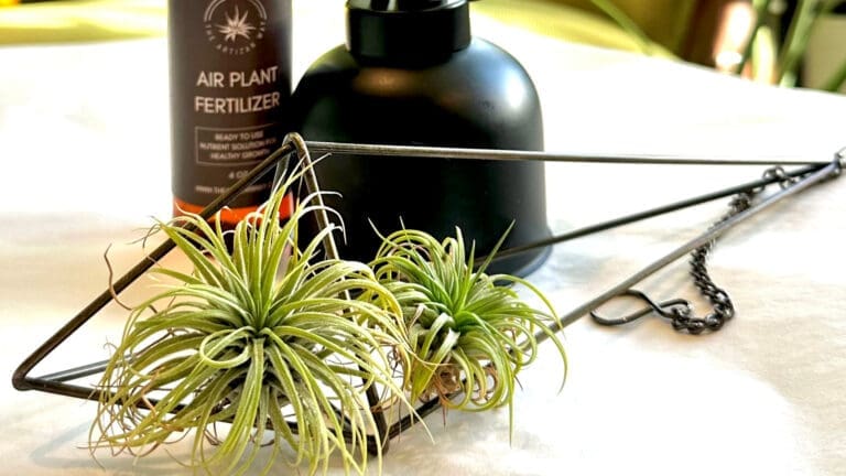 Ideas for an Air Plant Gift Box